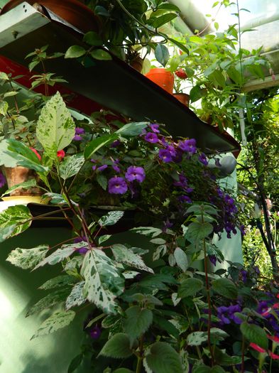 DSCN3476 - 2015_IULIE_4