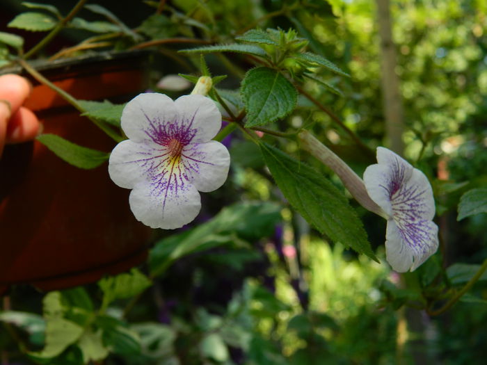 DSCN3483 - 2015_IULIE_4