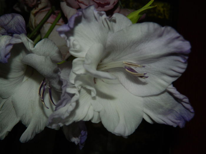 DSCN3487