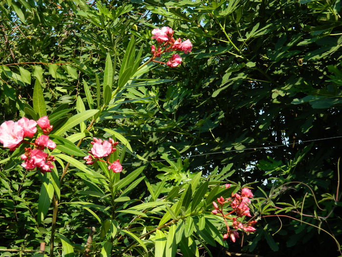 DSCN3503 - 2015_IULIE_4