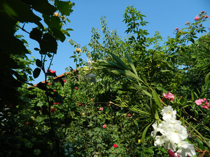 DSCN3505 - 2015_IULIE_4