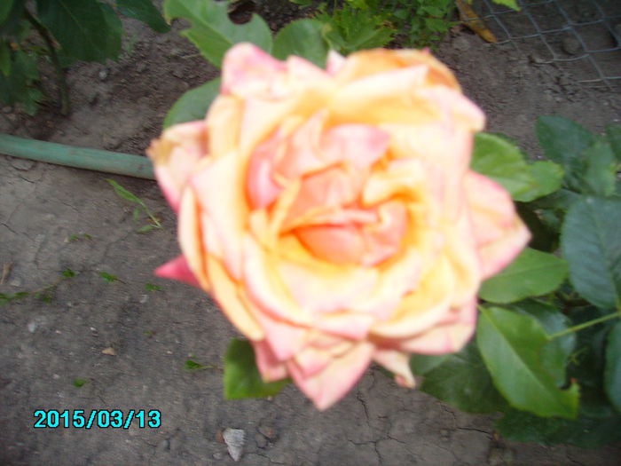 PICT2364