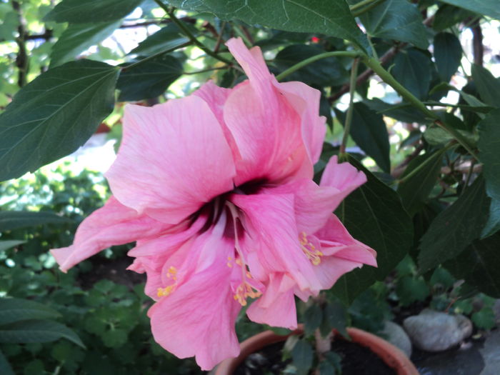 DSC03009 - hibiscusi 2015