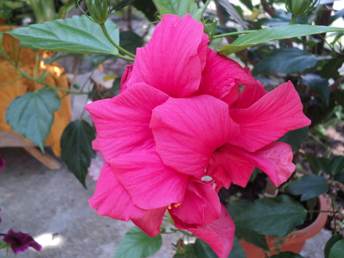 DSC03011 - hibiscusi 2015