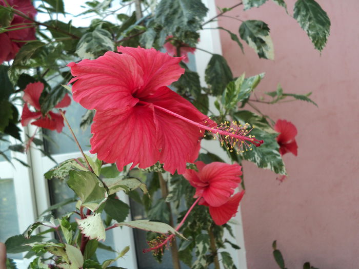DSC01346 - hibiscusi 2015