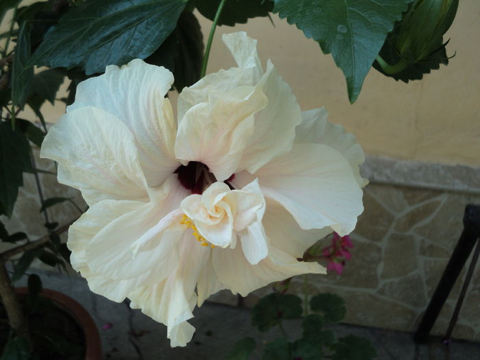 DSC02949 - hibiscusi 2015