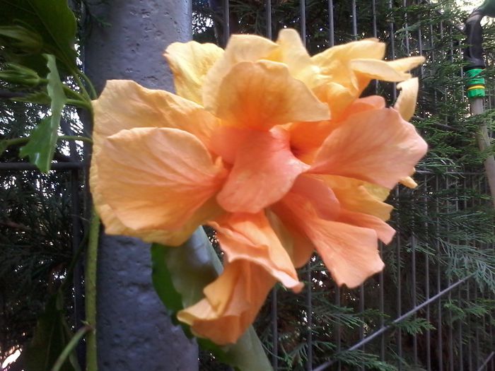 20150804_162159 - Hibiscus 2014-2015