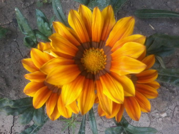 20150804_162033 - Gazania