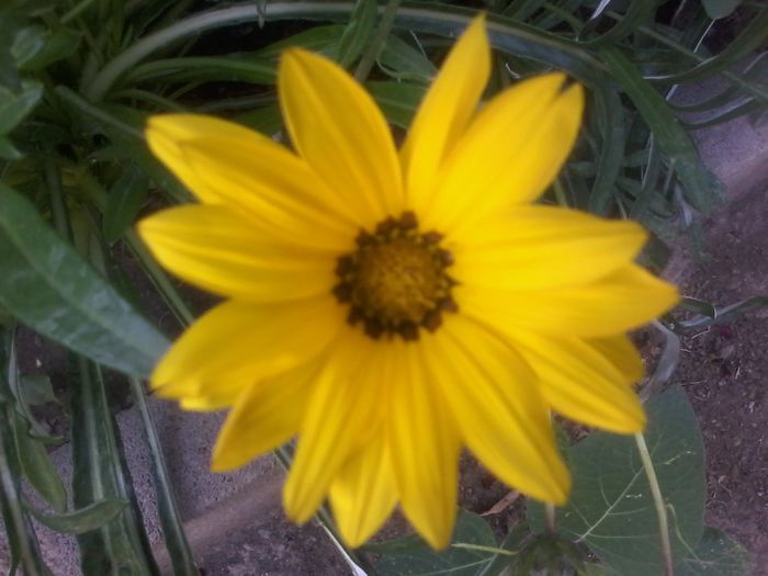 20150804_162044 - Gazania