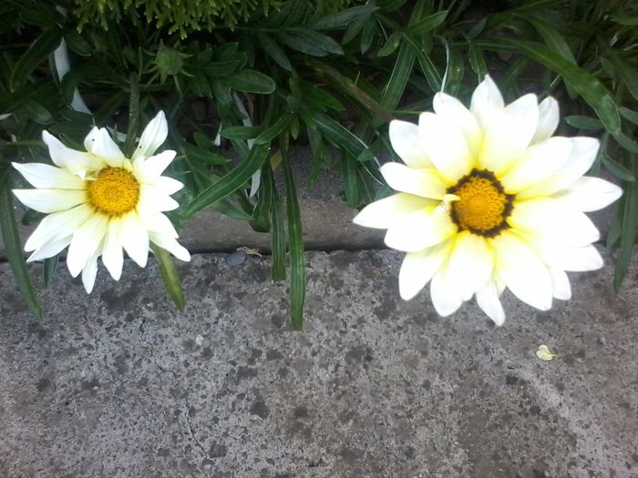 1438697429328 - Gazania