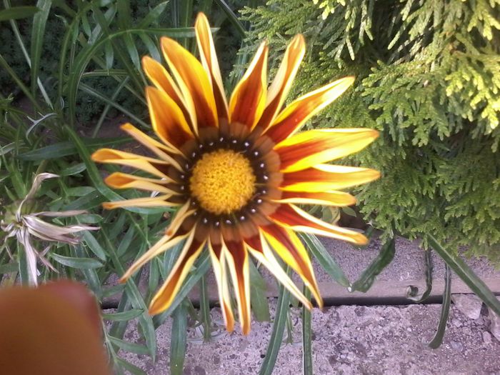 1438697462729 - Gazania