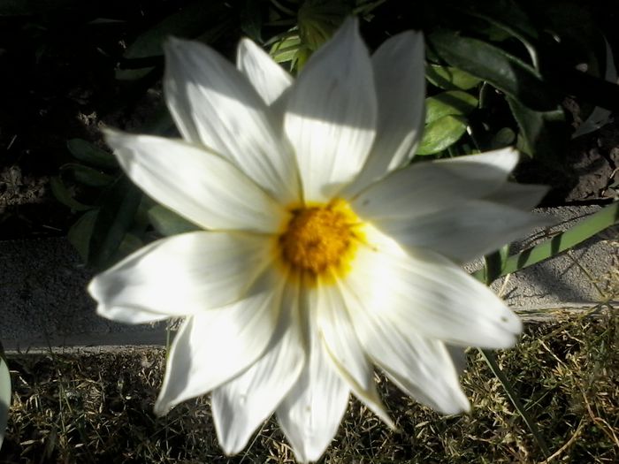 1438697493994 - Gazania