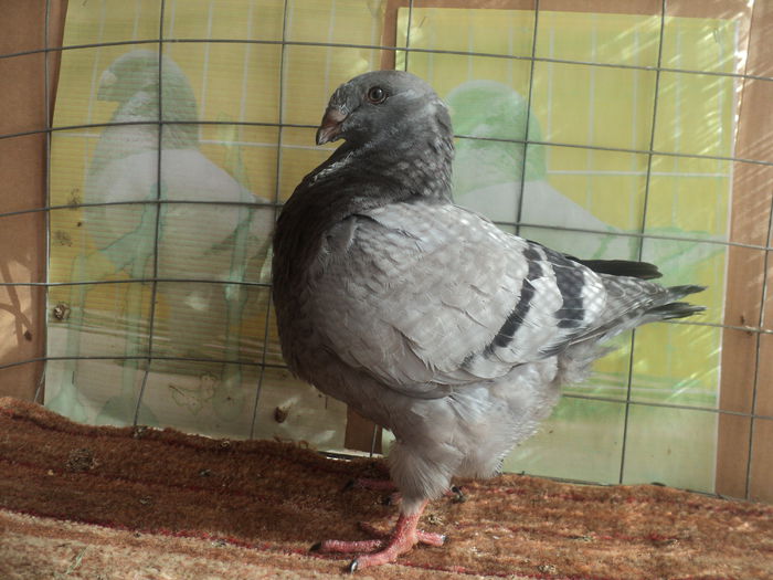 RO 15-6542-PT DONATIE