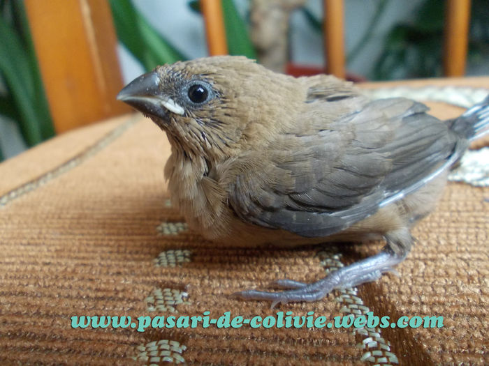 African Silverbill; Destul de bland si de cuminte
