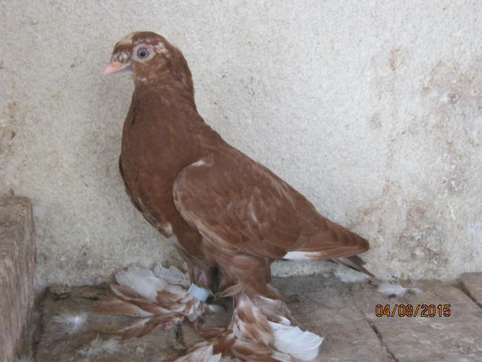 IMG_4226; Pui cucuiet pestrit pe rosu cu rozeta si incaltatura f.bune
