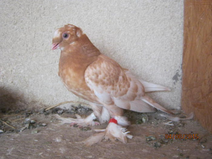 IMG_4233; Trestiu pe galben,si asta va fi pestrit
