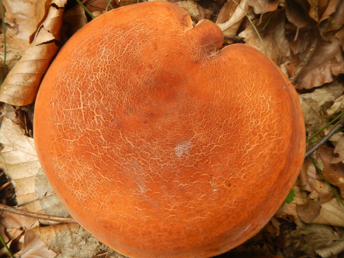 DSCN5785 - Lactarius volemus