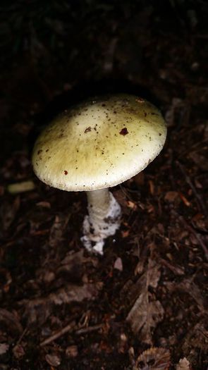 11208636_1032025983476506_4731575512175807661_n - Amanita phalloides - Buretele viperei