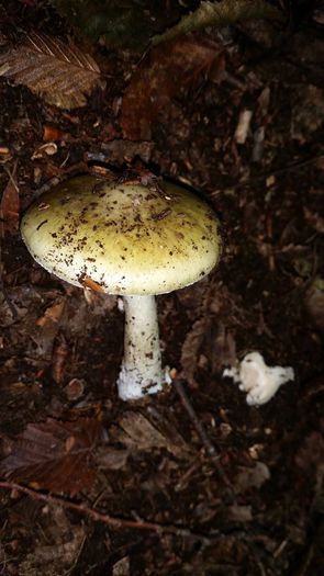 11222259_1032025936809844_6476825397671775279_o - Amanita phalloides - Buretele viperei