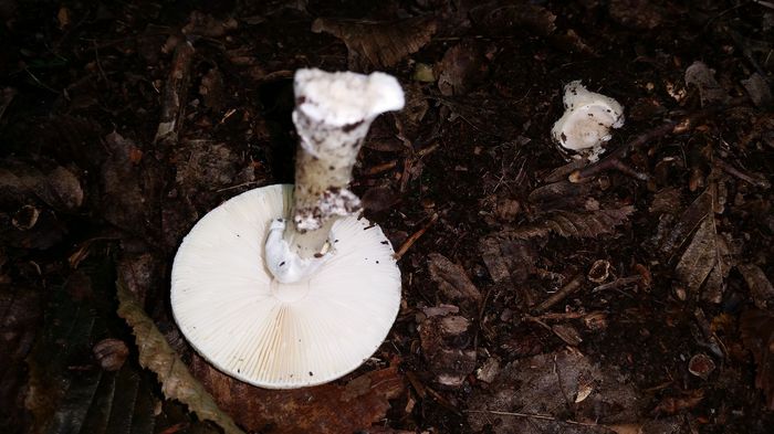 Amanita phalloides - Buretele viperei - dergolem