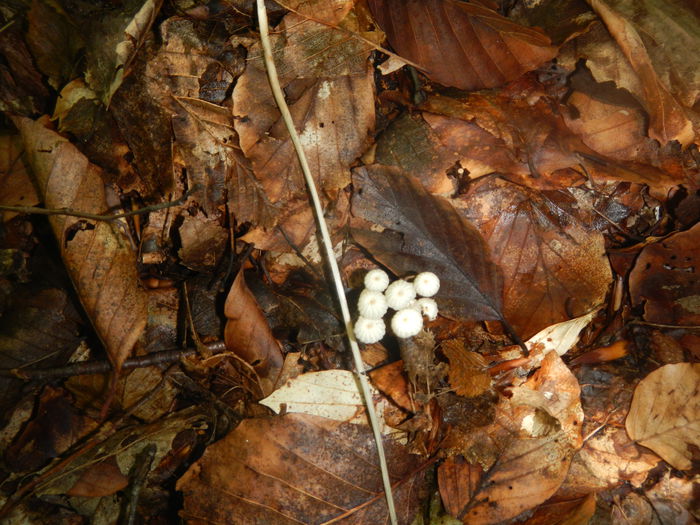 DSCN5716 - Marasmius rotula