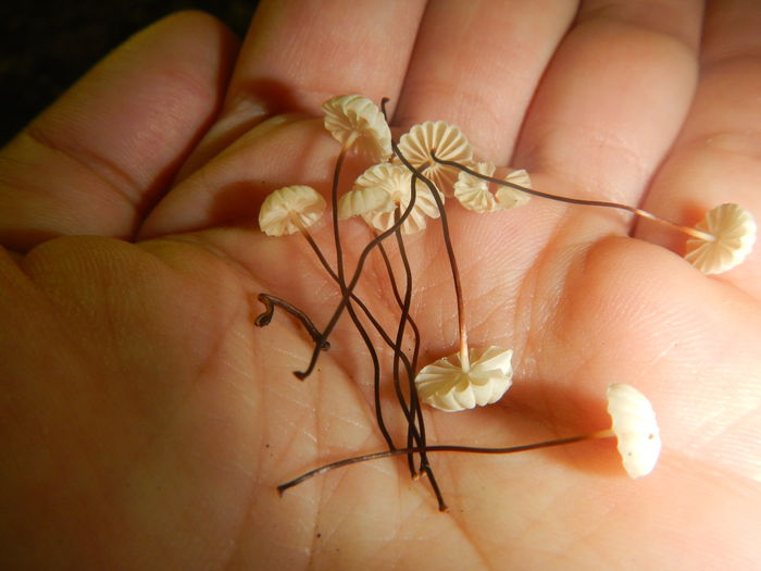 DSCN5721 - Marasmius rotula