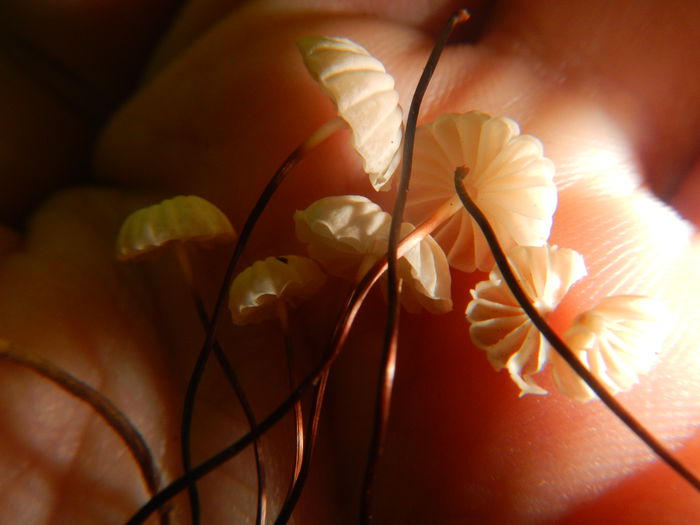 DSCN5728 - Marasmius rotula