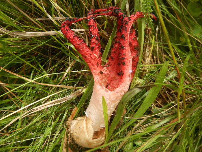 DSCN5764 - Clathrus archeri