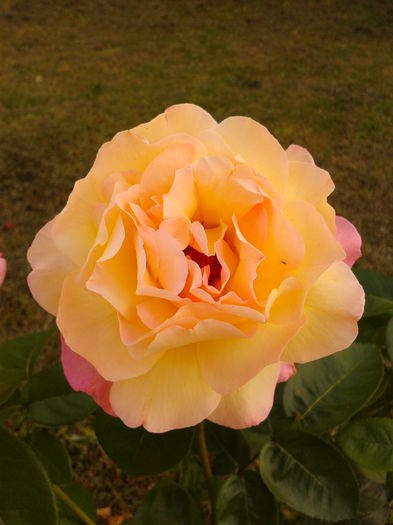 Fotografie0037 - AAAAA_R_TRANDAFIRI 2015_2017