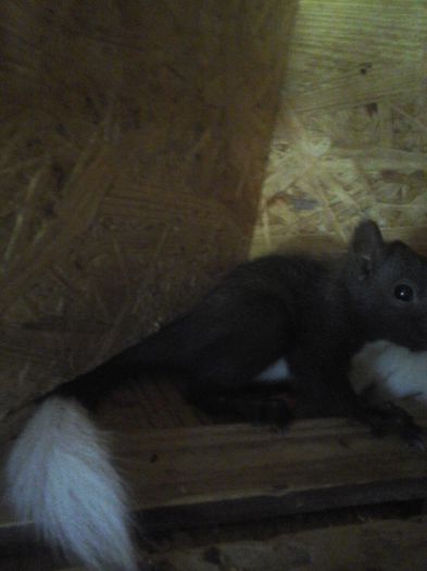 Seria al doilea de pui