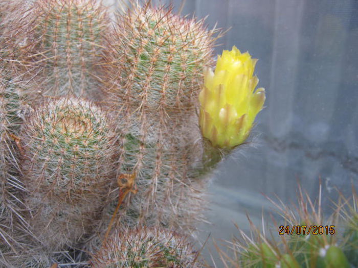 IMG_4202 - Colectia de cactusi