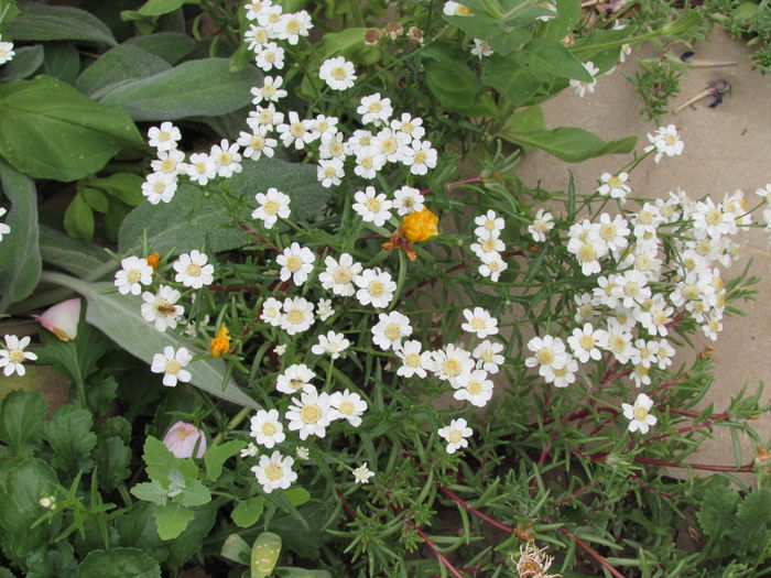 achillea ptarmica