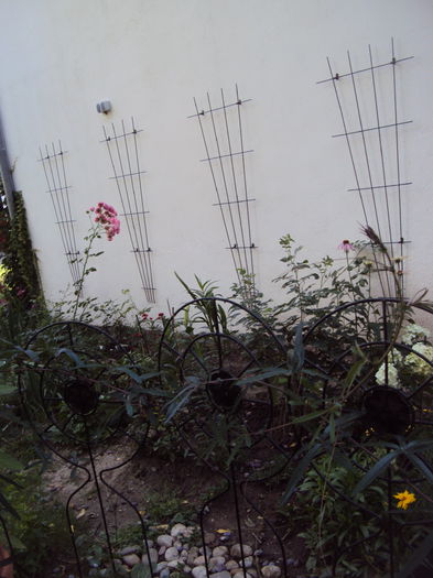 Coreopsis grandiflora