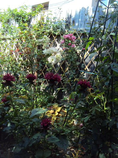 Monarda