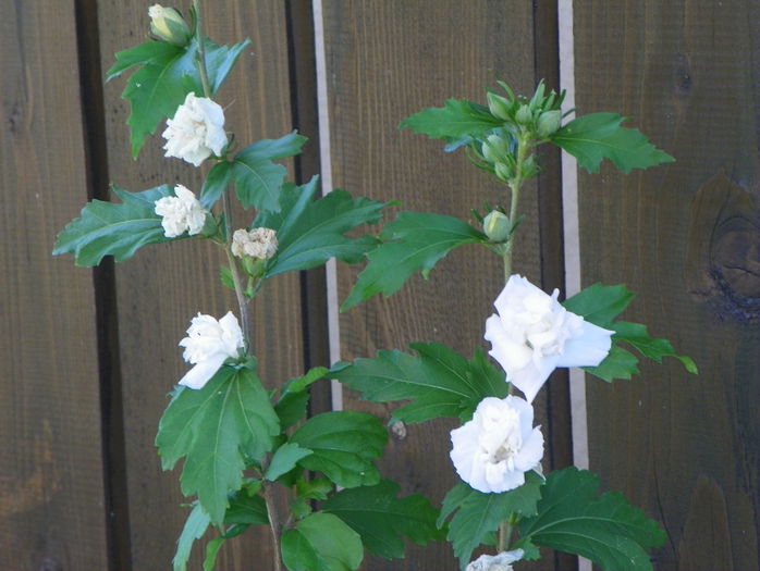 hibiscus syr. Jeanne dArc - Copacei si arbusti 2015