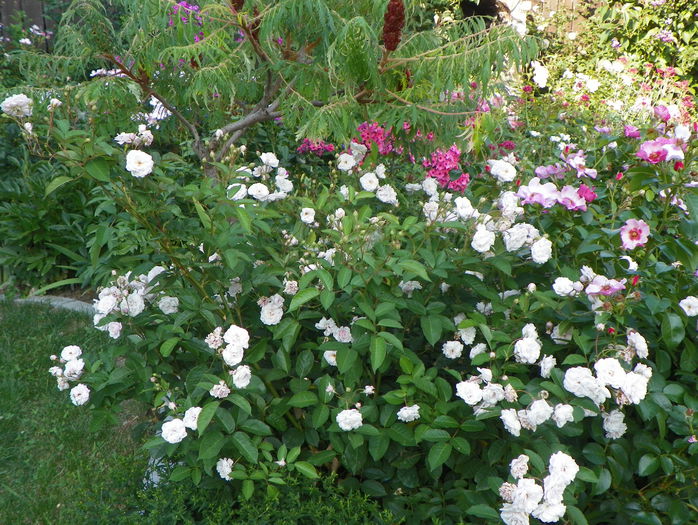 5 aug 025 - Gradina 2015
