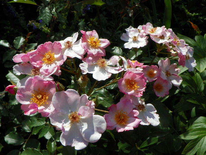 Rosy Cushion