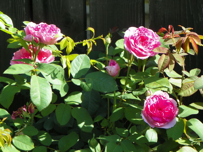 Gertrude Jekyll