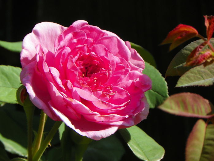 Gertrude Jekyll