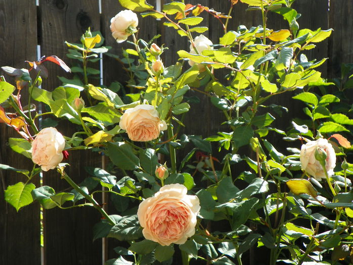 Crown Princess Margareta