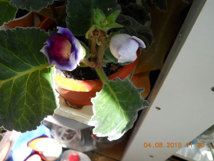 013 - SPLENDORILE VERII 2015 II