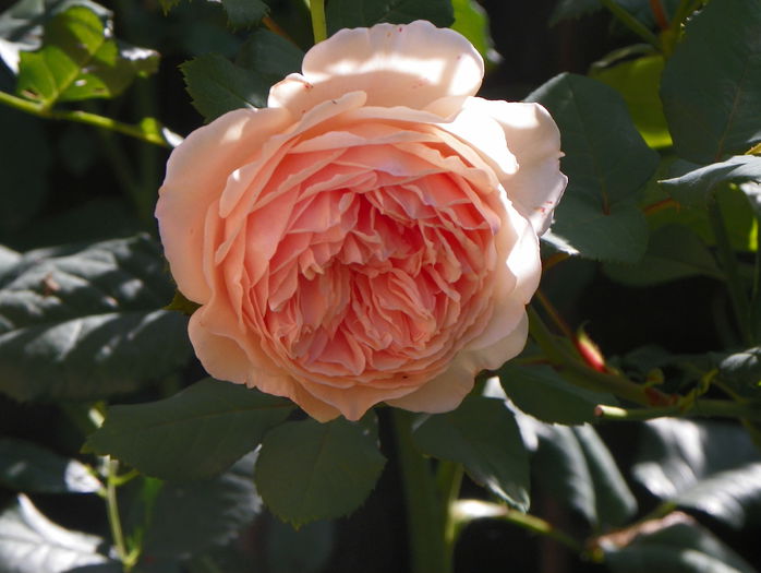 Crown Princess Margareta