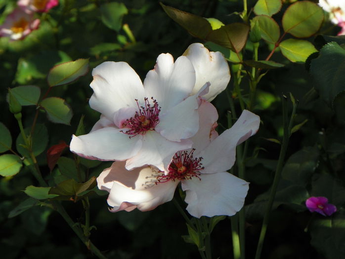 Dainty Bess