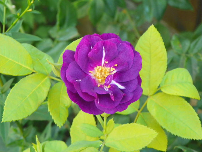 Rhapsody in Blue - Trandafiri 2015 - 2