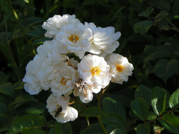 Irene of Denmark - Trandafiri 2015 - 2