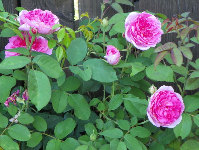 Gertrude Jekyll