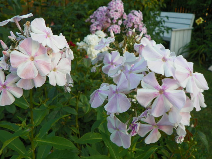 phlox All in one - Vara 2015