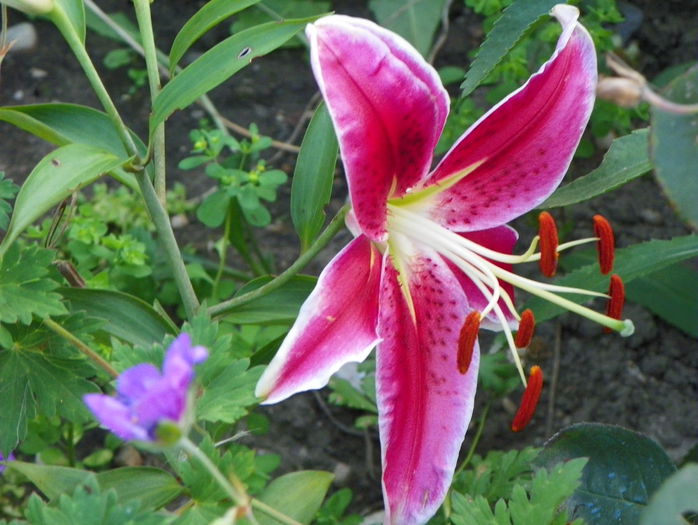 5 aug 070 - Vara 2015