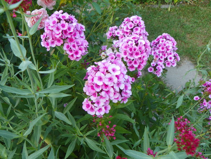 5 aug 074 - Vara 2015