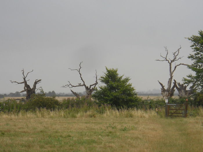 DSCN4951 - Maldon - Mundon - Windsor